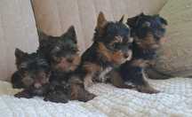Yorkshire Terrier z rodowodem