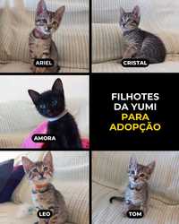 SETÚBAL/MARGEM SUL —  Filhotes da Yumi para adopção