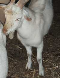 Обмен козла зааненского  на козу