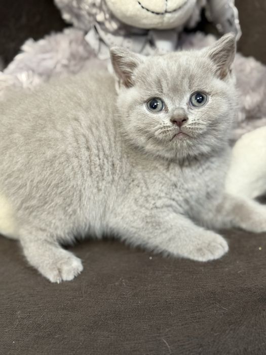 Kot Brytyjski Liliowy Kocur  Biszkoptowy
