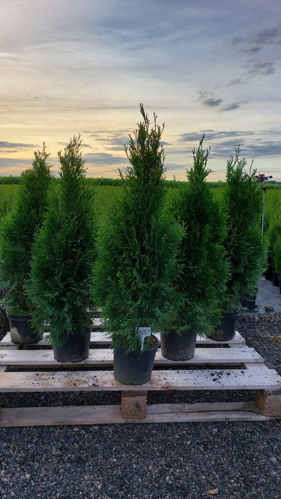 PROMOCJA! Szmaragd Thuja occidentalis Żywotnik zachodni 110cm!