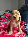 Cocker Spaniel Angielski