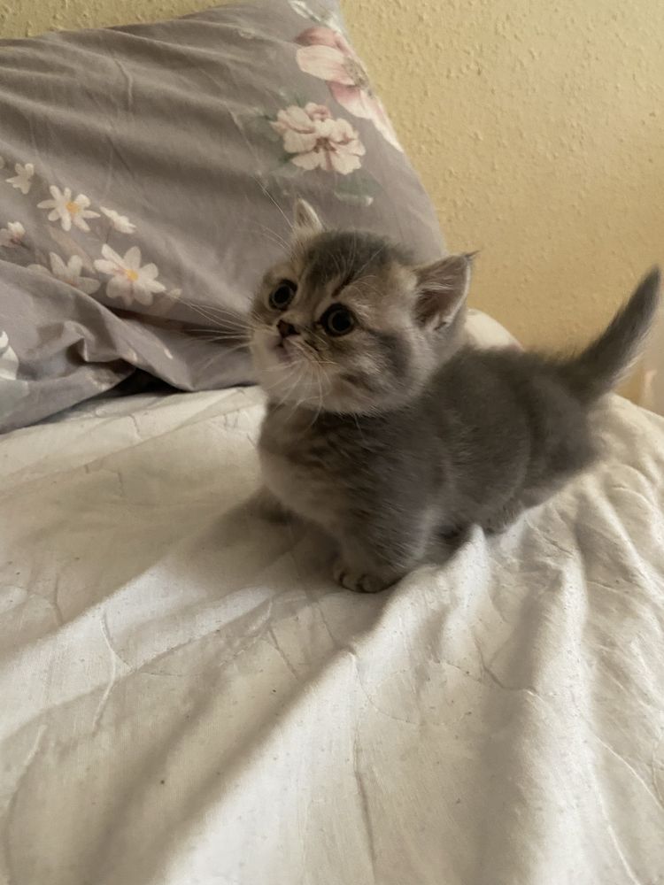 Манчкін scottish munchkin toy