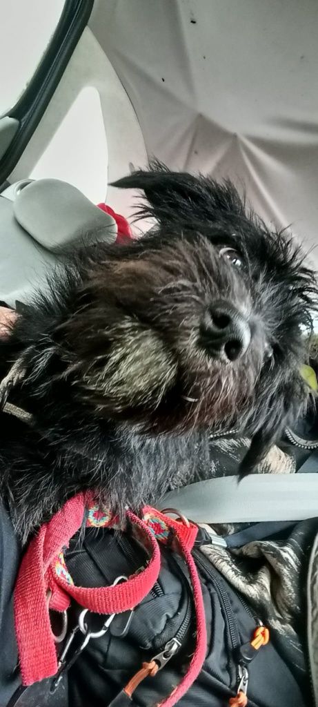 Kazik do adopcji! Sandomierz