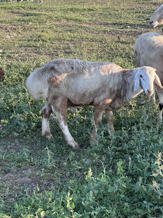 В продаже баранчик