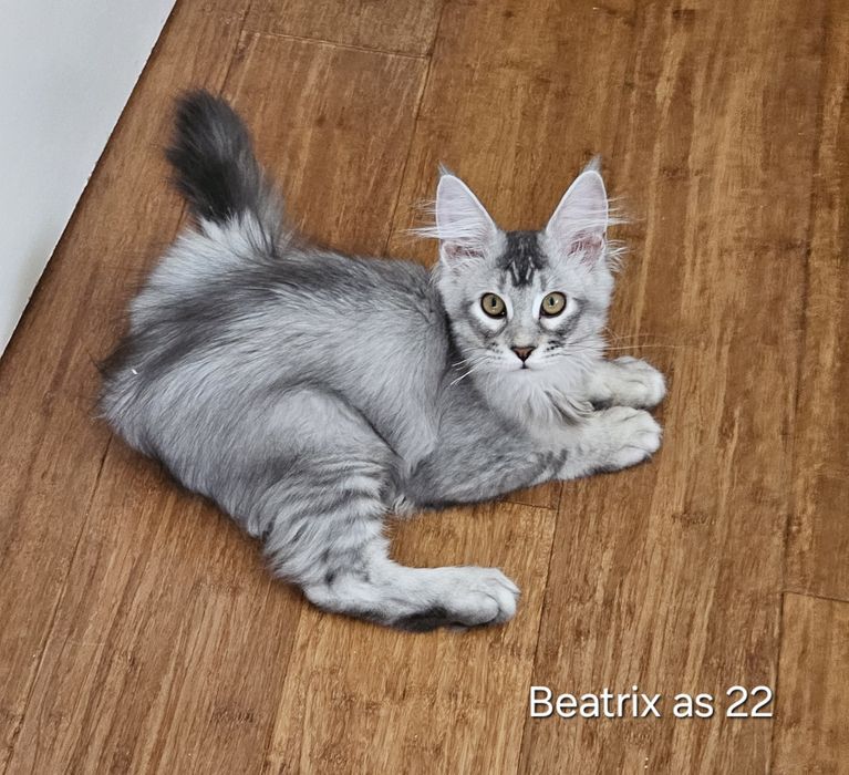 Śliczna kotka Maine Coon, Beatrix niebieska pręgowana