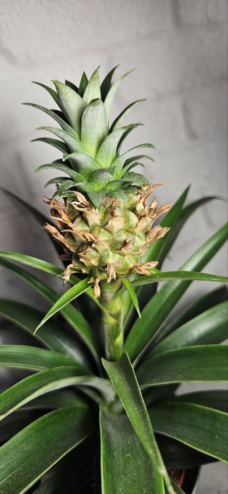 Продам шикарный ананас