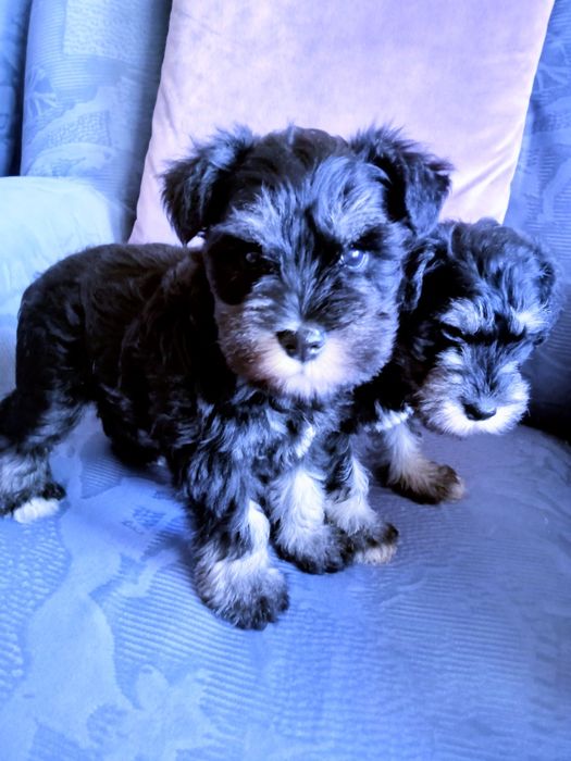 Sznaucer miniaturowy czarno-srebne z rodowodem sunia