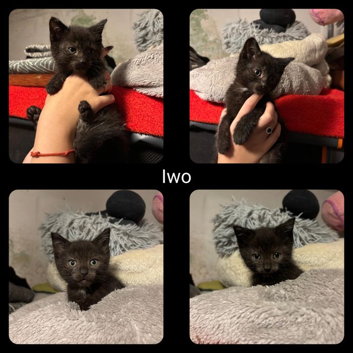 Małe kociaczki do oddania