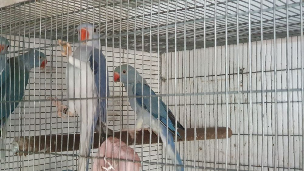 Ring necks para cedência.