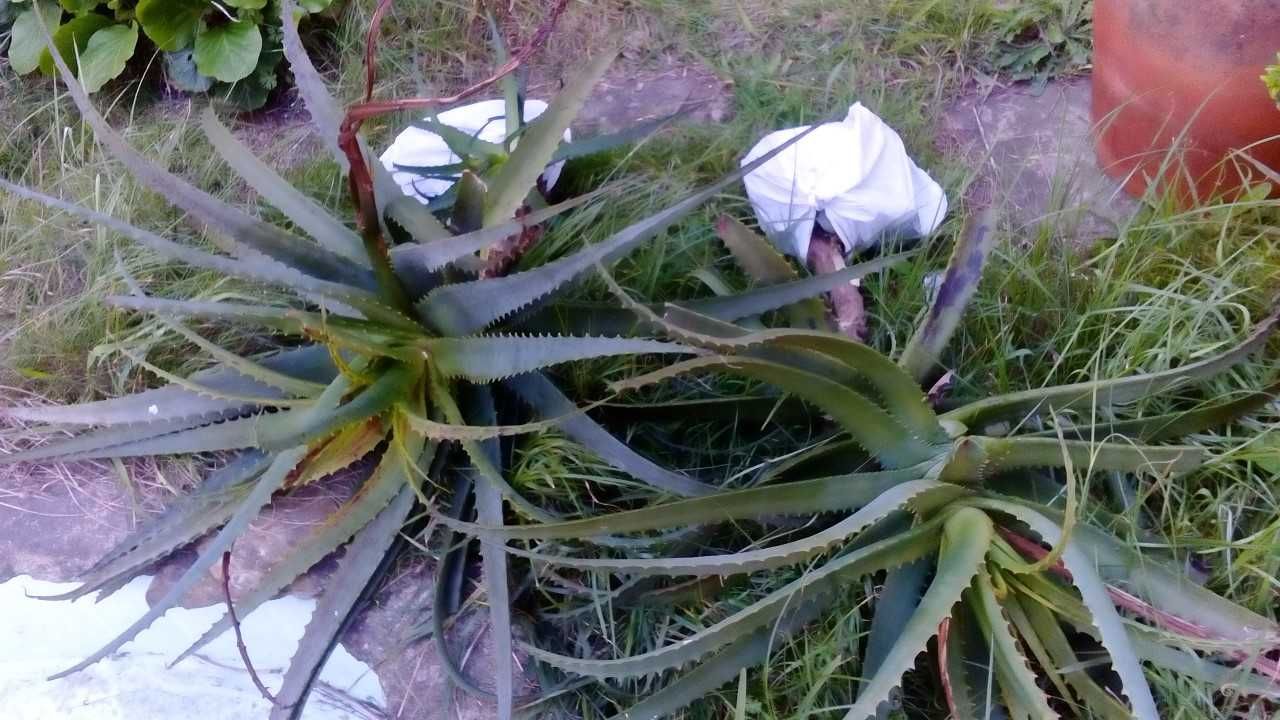 Catos adultos grandes Aloe Vera com mais de 3 anos até 1 metro altura