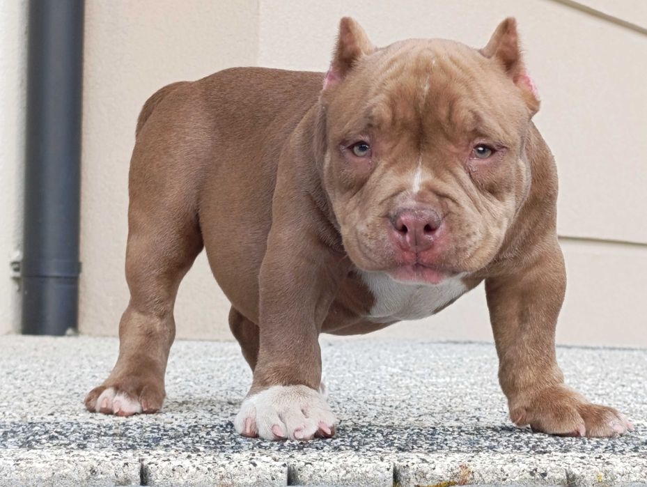 American Bully Pocket/Micro