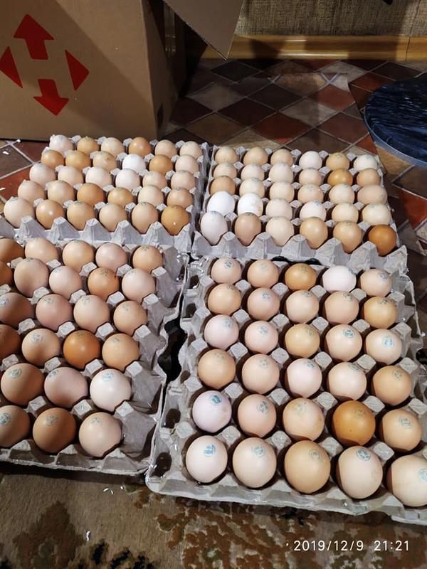 Продажа яйца кобб 500