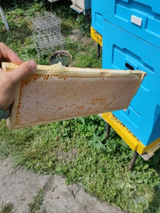 Бджолиний Мед ( збір 2024 р)