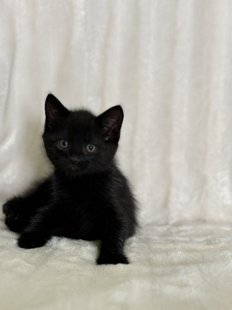 Котёнок Мальчик Британец
