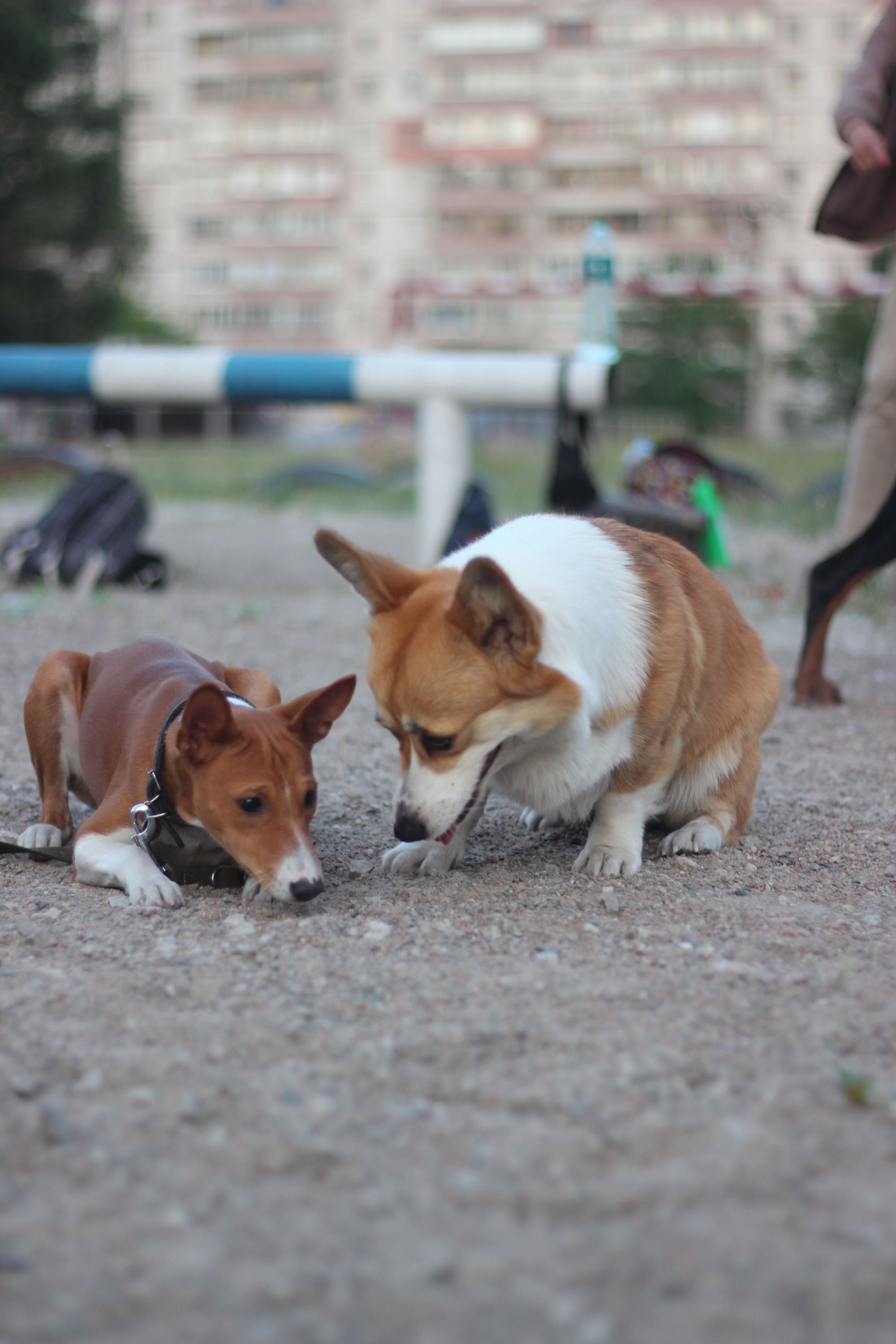 Dog-trainer. Кінолог. Хендлер. Перетримка. Вигул