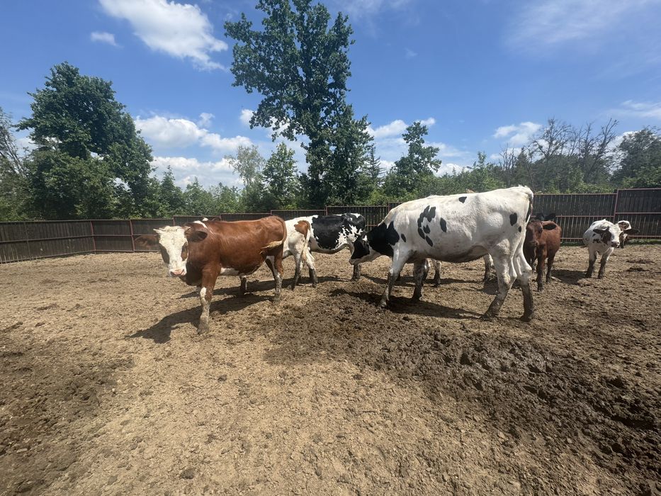 Продам Телок Галштинской , Сегментальской , Червонорябой , и тд пород