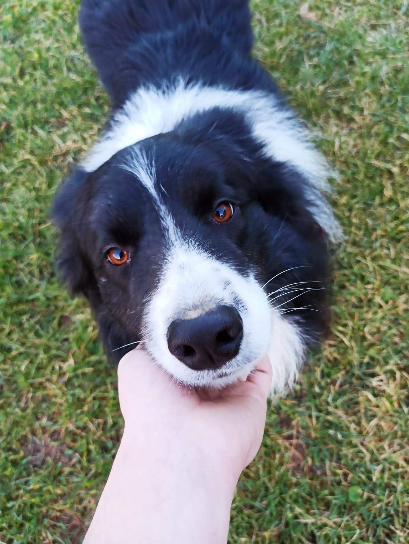 Piesek Border Collie czarno-biały