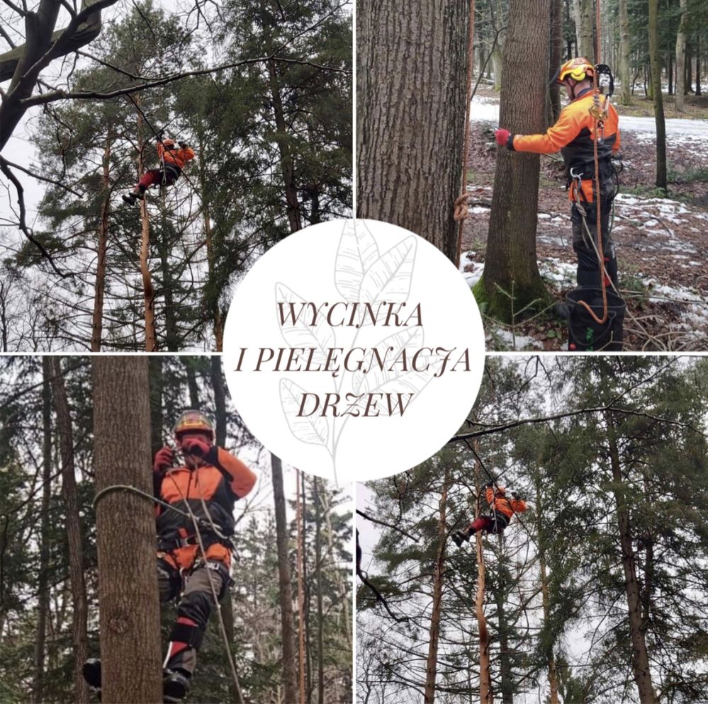 Wycinka i pielęgnacja drzew