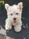 West terrier ostatnia suczka