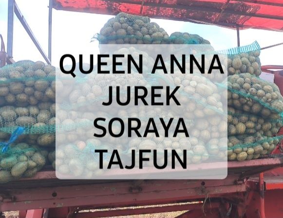 ZIEMNIAKI Jadalne Sadzeniaki QUEEN AnnA JureK SorayA TajfuN