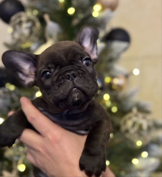 Buldog Francuski – Chłopcy/ rodzice FCI do rezerwacji