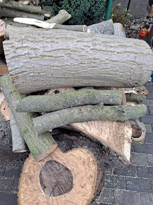 Drzewo orzech włoski