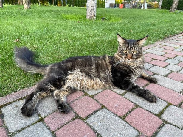 Пропал кот Мейн Кун Киевская область