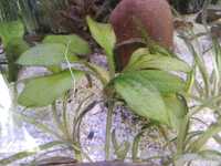 Żabienica Ocelot  nakrapiana roślina akwarium ECHINODORUS OZELOT