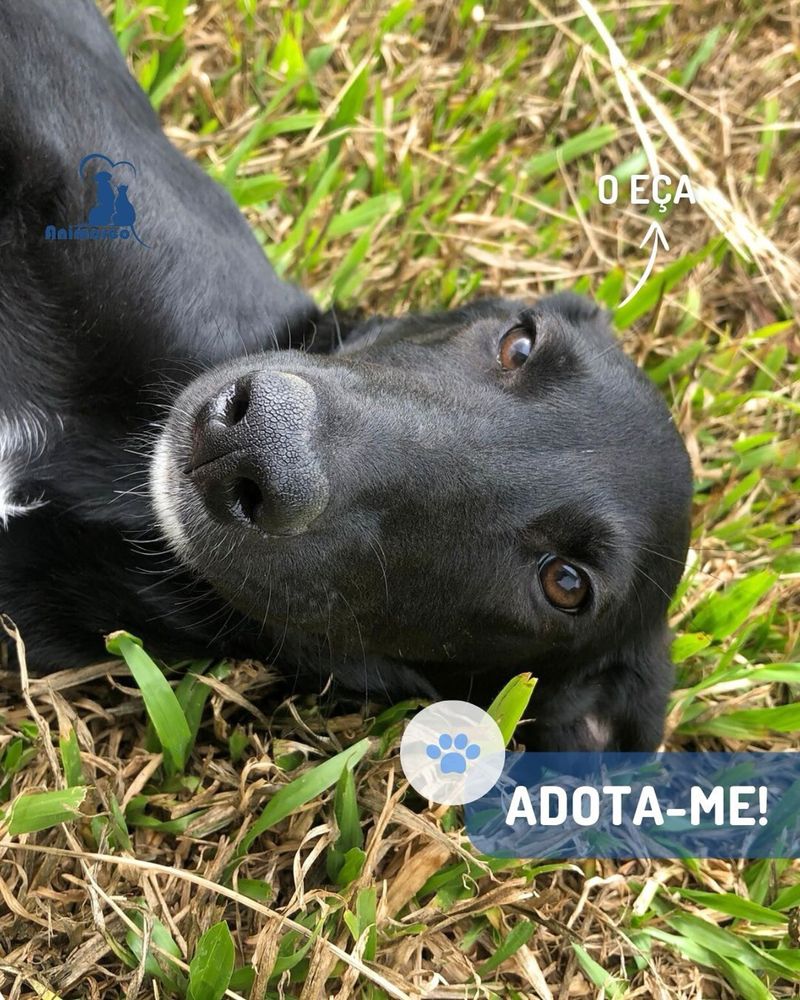 Eça cachorro para adoção ficará medio