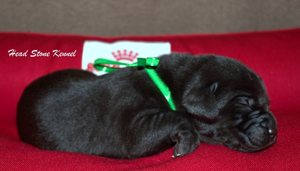 Дети рабочих родителей, Лабрадор ретривер