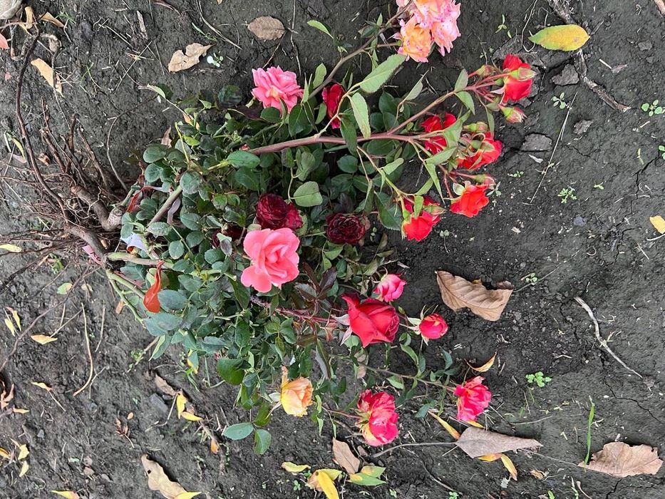 Саджанці троянд набори Ч/Г і Спрей