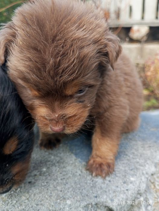 Щенята півтора місяця
