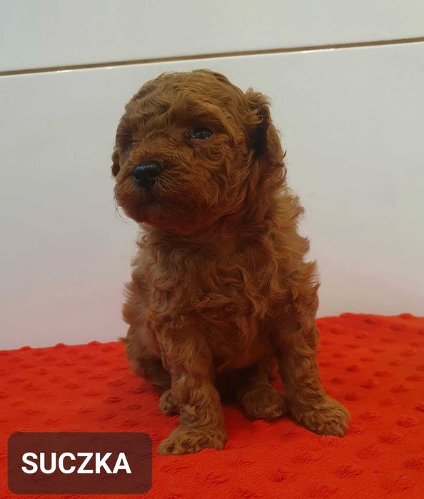 Pudel TOY- Śliczna suczka