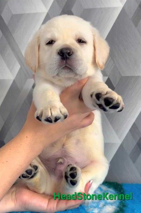 Лабрадор ретривер , Щенки