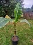Bananowiec Musa Dajiao
