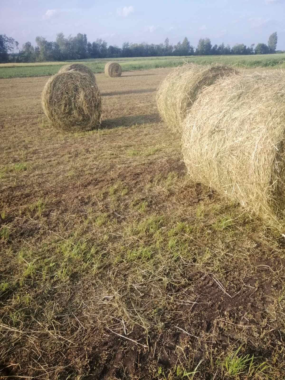 Тюки сіно люцерія