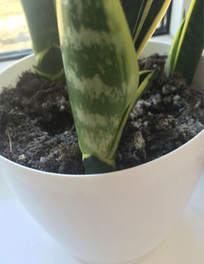 Sanseveria gwinejska