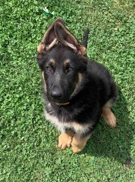 Вязка кобель немецкой овчарки