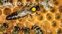 Плодные пчеломатки, бджоломатки "Карпатка" 2024 року. 250грн.