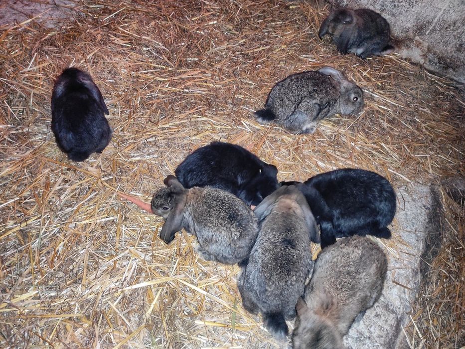 Króliki Baran Francuski