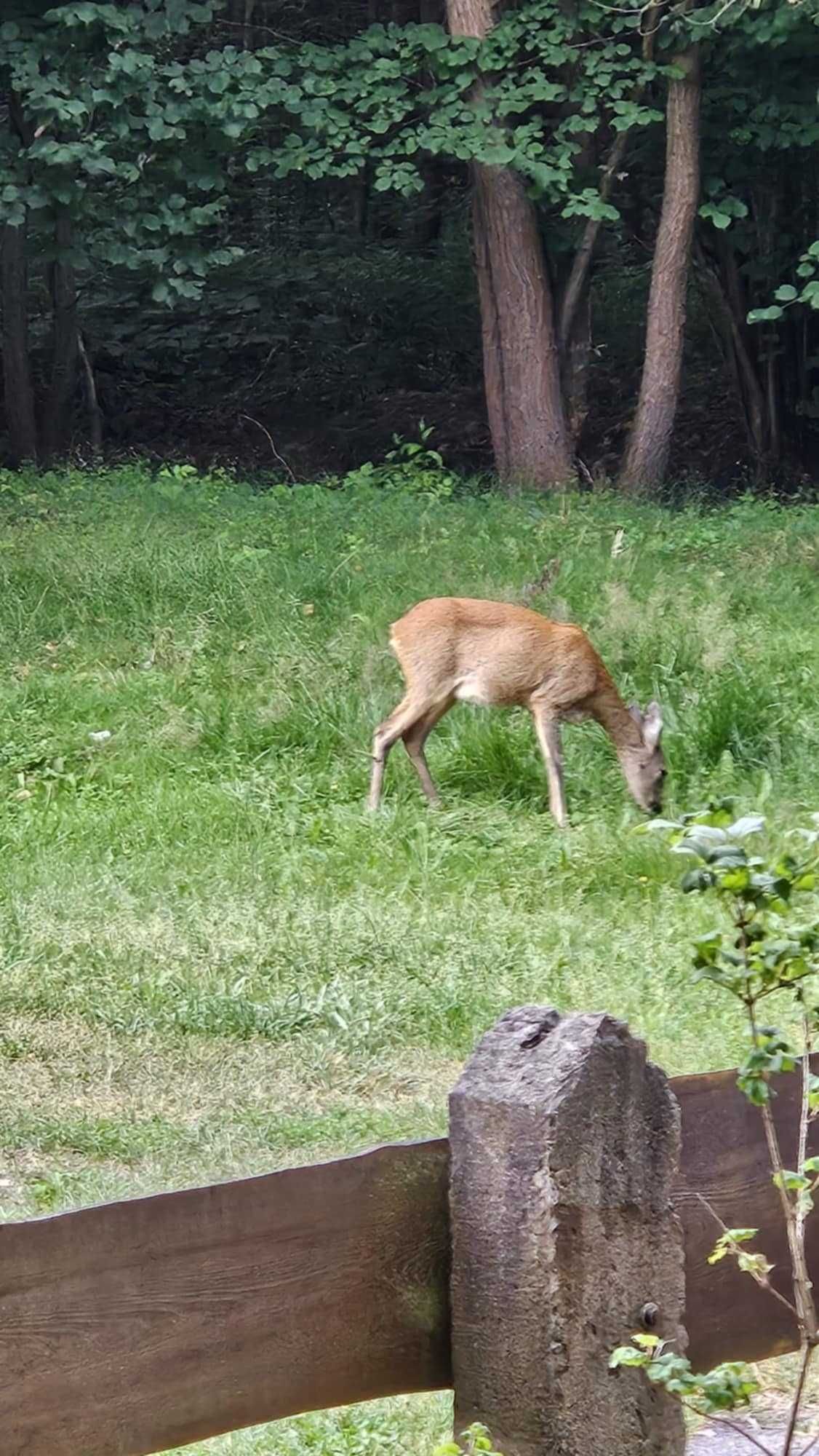 Dom w lesie  na wynajem , wakacje , sauna. Leśniczówka, Jura Krak-Cz
