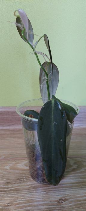 Filodendron gigas, 25cm