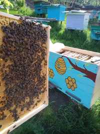 Бджолопакети  на українську рамку