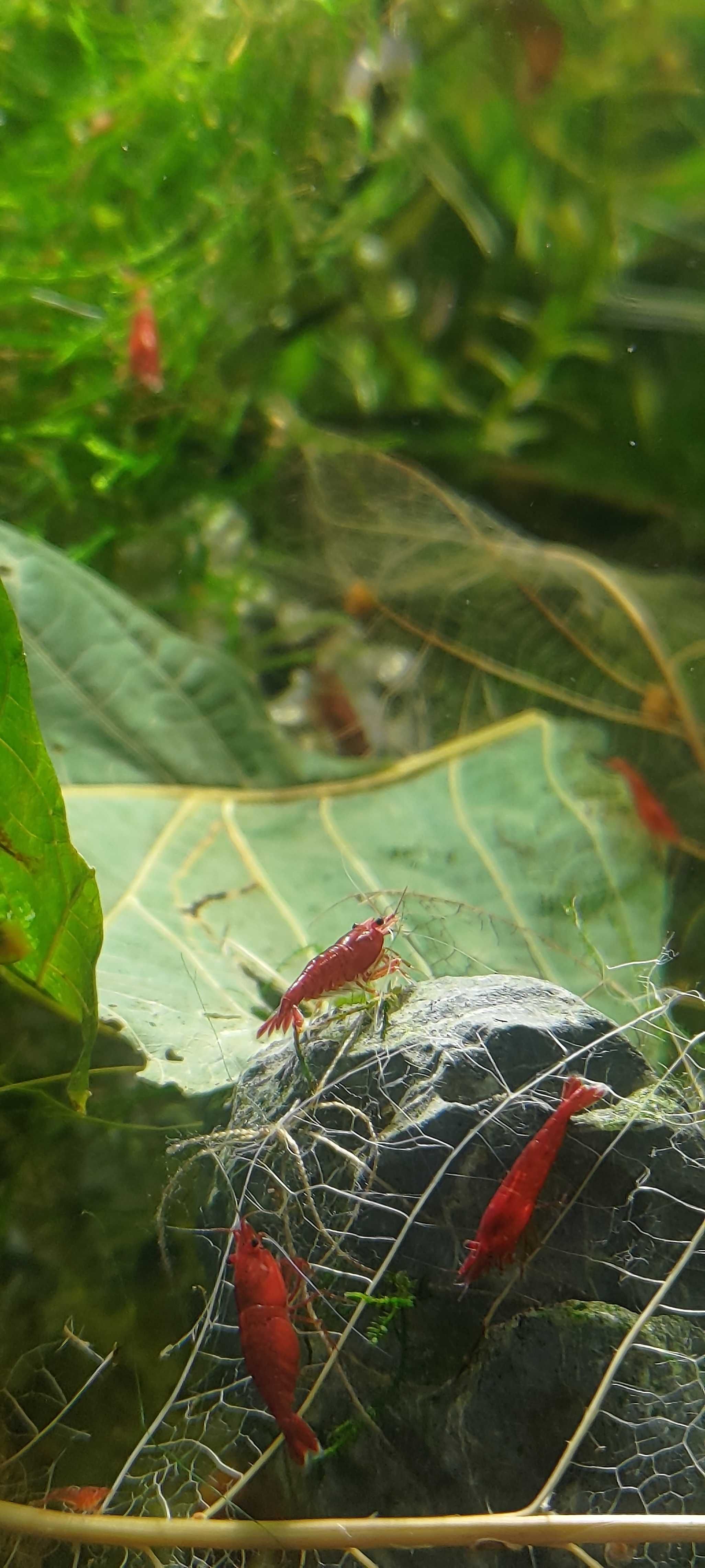 Krewetki Neocaridina Sakura Red