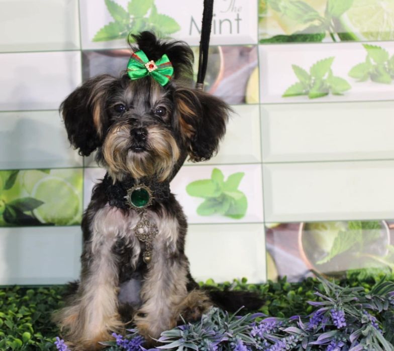 Yorkiepoo nie maltipoo ( Yorkshire Terrier, Pudel toy) urocza mini suc