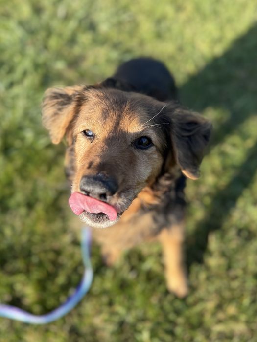 Maguś czeka w schronisku