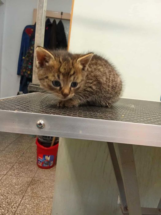Mały kotek do adopcji