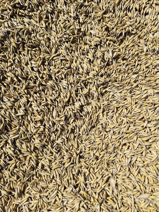 Zboże  Pszenica,Owies,Jęczmień,Pszenżyto,pszenica oścista