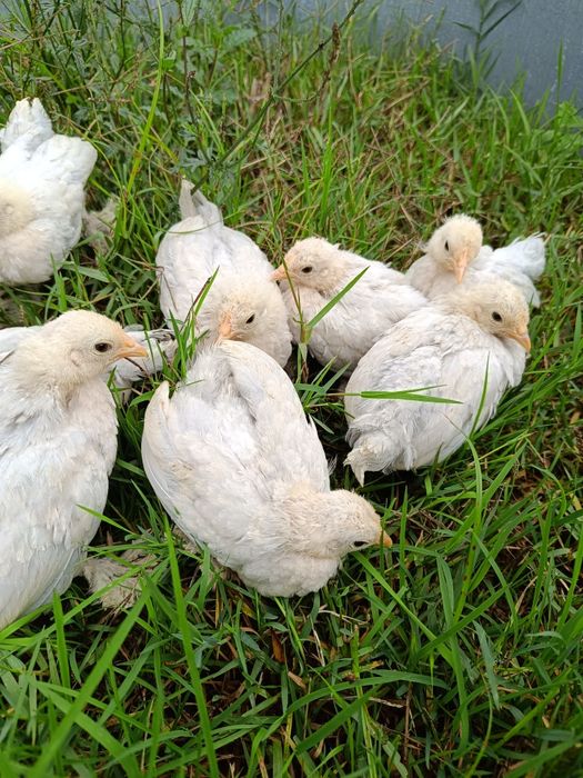 Pintos calçada holandesa